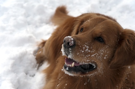 Dog in the snowの写真素材
