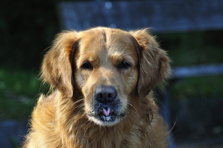 dogの写真素材
