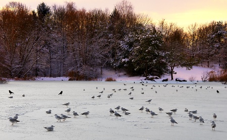 Zurich Switzerland park snowの写真素材