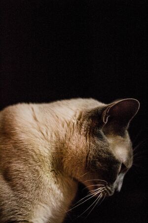 cat portrait with black backgroundの写真素材
