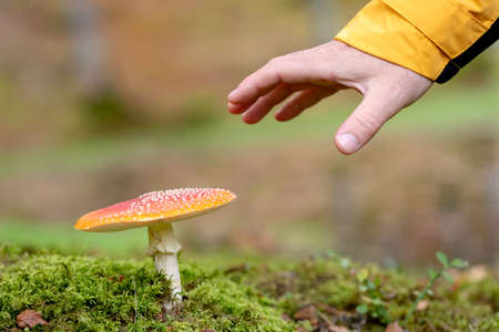 Man picking a poisonous mushroom (Amanita muscaria). Mushroom picking in the forest. The danger of eating poisonous mushrooms out of ignorance. Close-up of hand approaching to pick it.の写真素材