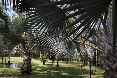 Martinique - Habitation Clementの写真素材