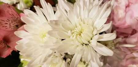 White Carnation Bouquet Close Up