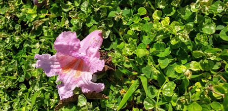 Pink flower on bed of green