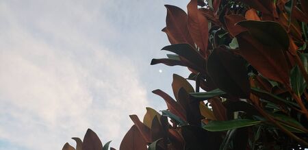 Magnolia Moon