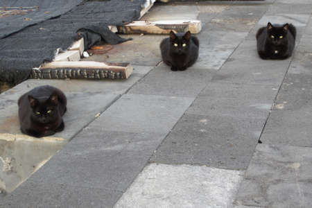 3 black wild cats with green eyesの写真素材