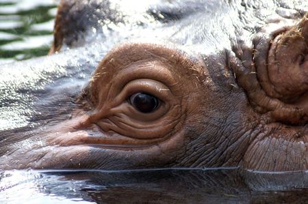 Hippo at the St. Louis Zooの写真素材