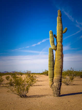 A tall cactus in a desert scene.の写真素材