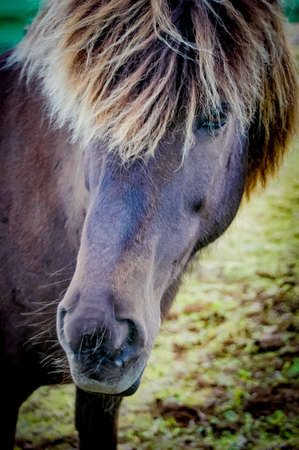 A close up of an Icelandic horse, with it's long mane hanging over his face.の写真素材