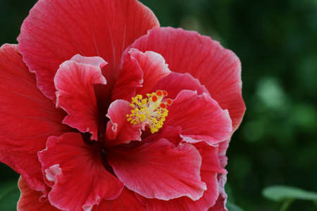  Close-up image of a double red hibiscus flowerの写真素材