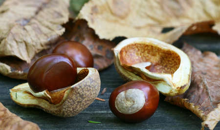 Close up of buckeye nuts, pods and leaves