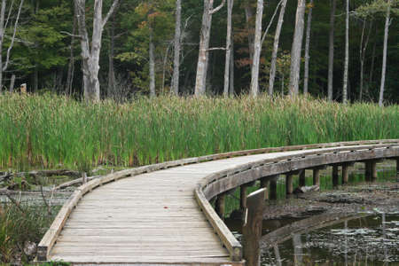 Wooden boardwalk trail over pond with cattailsの写真素材