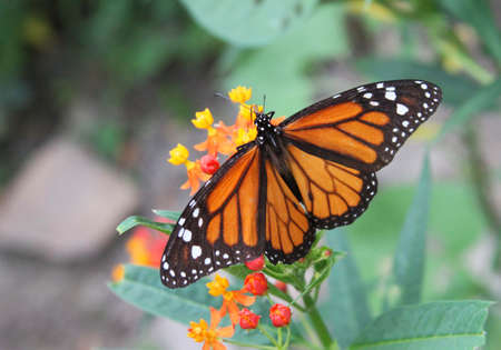 Monarch butterfly feeding on orange and yellow flowerの写真素材