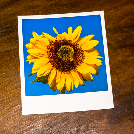 Instant Photography of a Sunflower with Bees against Blue Summer Sky