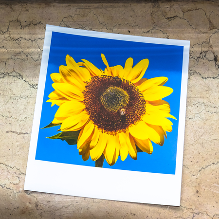 Instant Photography of a Sunflower on a Window Sillの写真素材