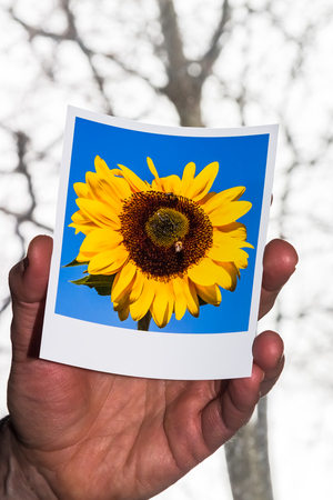 Instant Photography of a Sunflower with a Wintry or Rainy Day Background