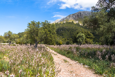 View of the Landscape near Lluc Monastery (Mallorca) from a the Hiking Pathの写真素材