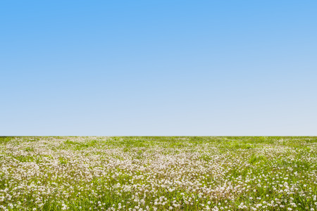 Meadow under Blue Sky as a Templateの写真素材
