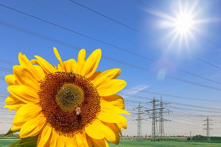 High Voltage Power Lines and a Sunflower Under Blue Sky and Sunの写真素材