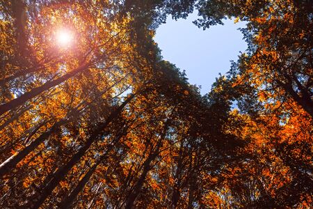 Autumn Forest with Heart Shaped Blue Skyの写真素材