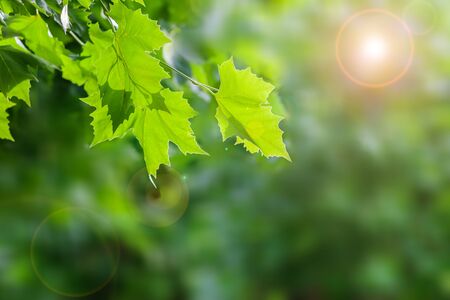 Sunny Green Leaves with Selective Focus Backgroundの写真素材
