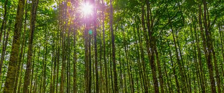 Beautiful Panorama in the Forest with the Sun Bursting Through the Treesの写真素材