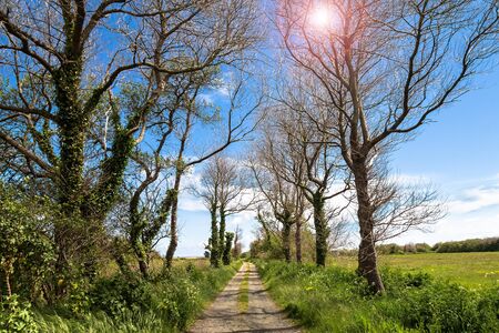 Tree Lined Gravel Road under Blue Skyの写真素材