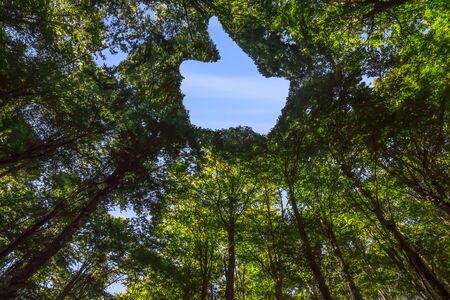 The Canopy of this Forest has a Hole in the Shape of a Hand with Thumb Up