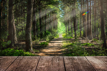 Wooden Table for Placing a Product in Front of a Forest wirh Footpathの写真素材