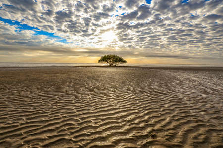 Patterns in sand leading to sunrise and lone tree on beach at low tideの写真素材