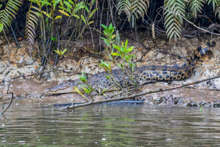 Crocodile swimming in riverの写真素材