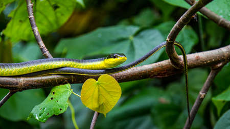Close up of Green tree snake on branch