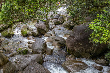 Scenic view of creek and flora in tropical dense rainforest