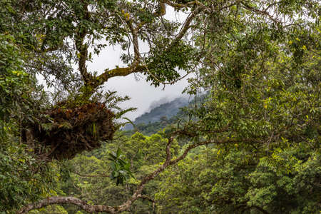 Scenic view of creek and flora in tropical dense rainforest