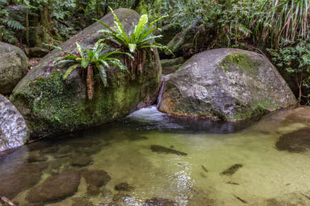 Scenic view of creek and flora in tropical dense rainforest
