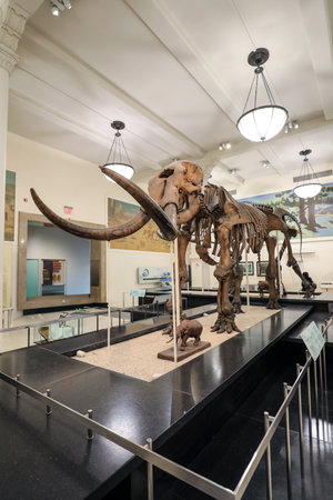 Interior of the American Museum of Natural History in Manhattan, New Yorkの写真素材