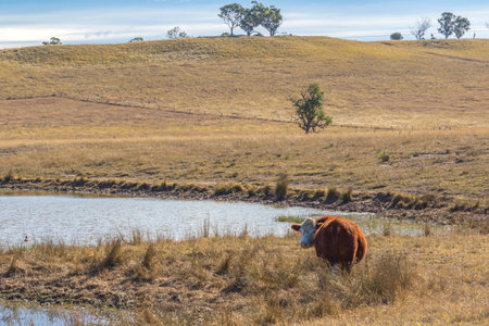 Cattle at a watering hole in the Australian Outback, Australia