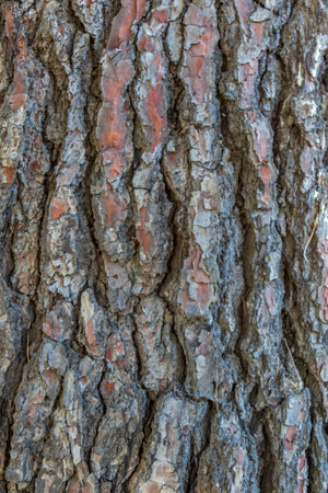 Bark of a tree close-up. Tree bark texture background