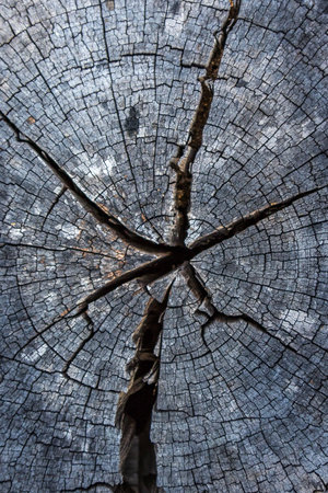 Old wood texture with cracks and scratches. Abstract background and texture for design.