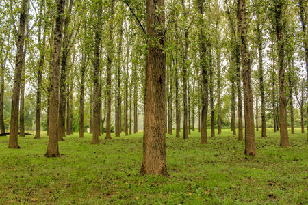 Rows of green trees in a landscaped Australian park, showcasing symmetry, lush greenery, and a...