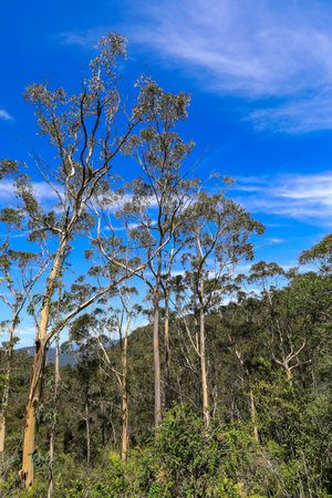 Eucalyptus trees and blue sky in the national park.