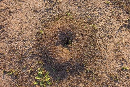 Small anthill on soil with sand in springtime.の写真素材