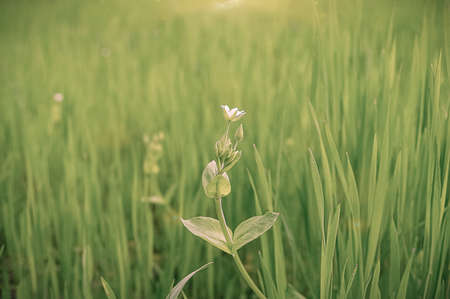Wild flower in meadow in springtime.の写真素材