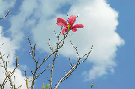 Pink magnolia flower on twig tree against sky.の写真素材