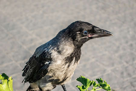 Hooded crow sitting near plant on pavement.