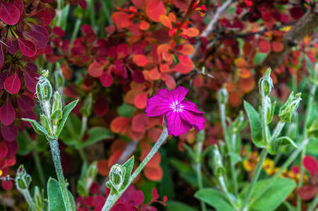Pink rose campion in summer garden.の写真素材