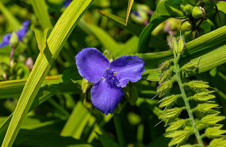 Tradescantia flower in summer garden.の写真素材