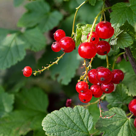 Bunch of red currant on bush in summer garden.
