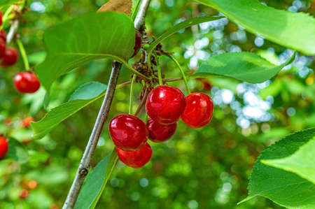Red ripe cherries on tree in summer orchard.