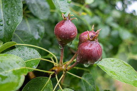 Red crabapples on tree with raindrops under rain in summer garden.の写真素材